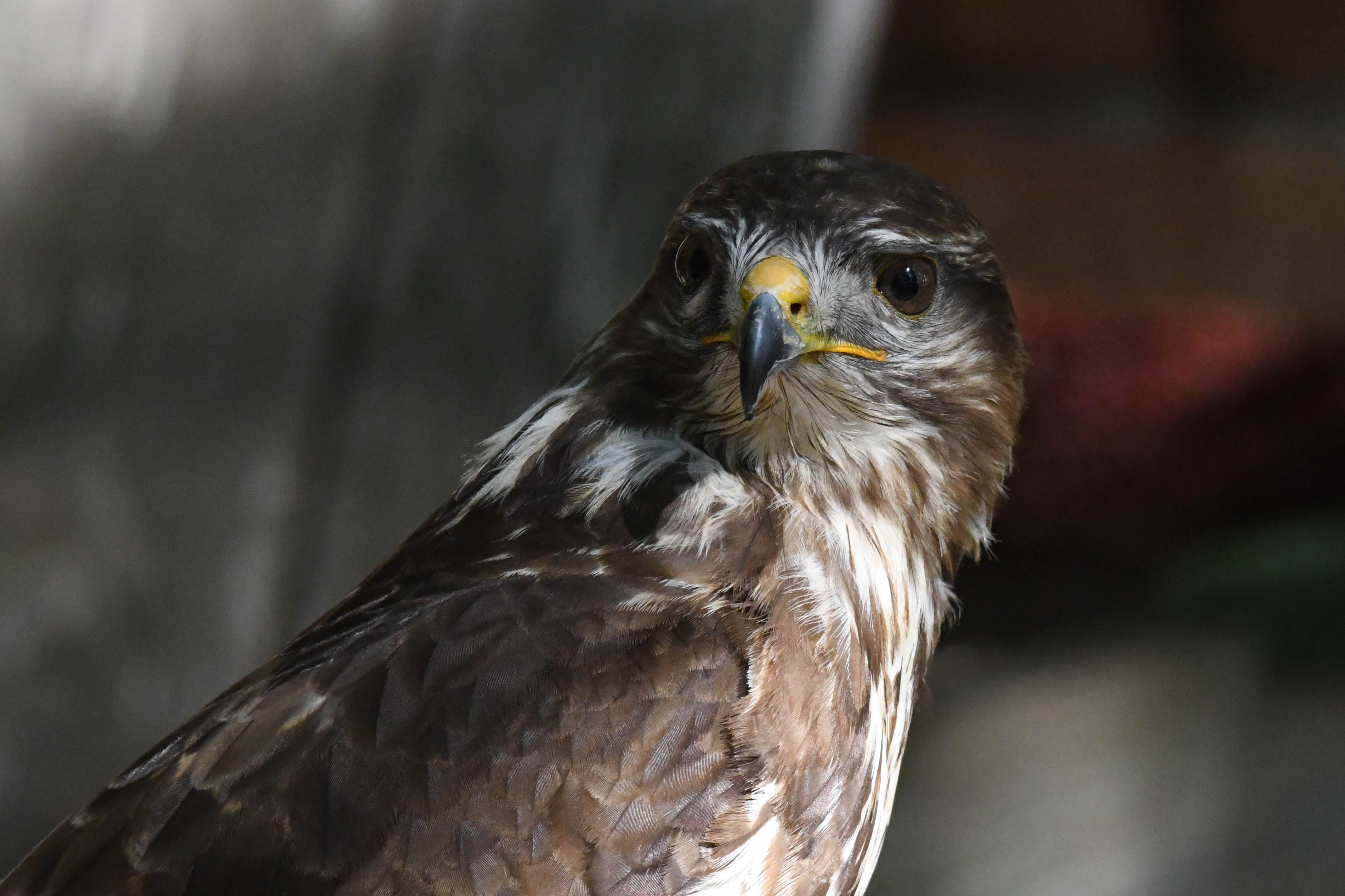 Buizerd