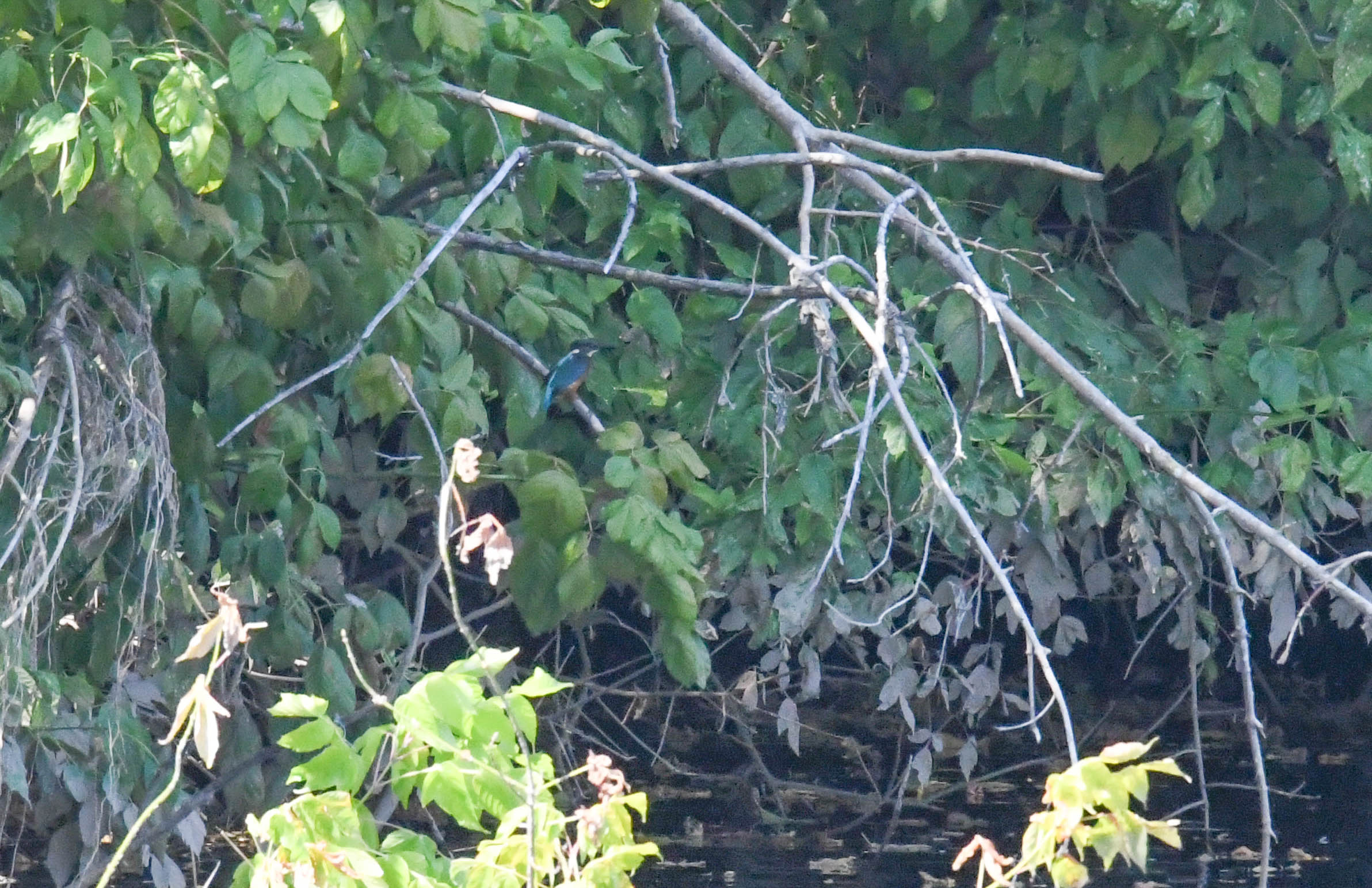 IJsvogel