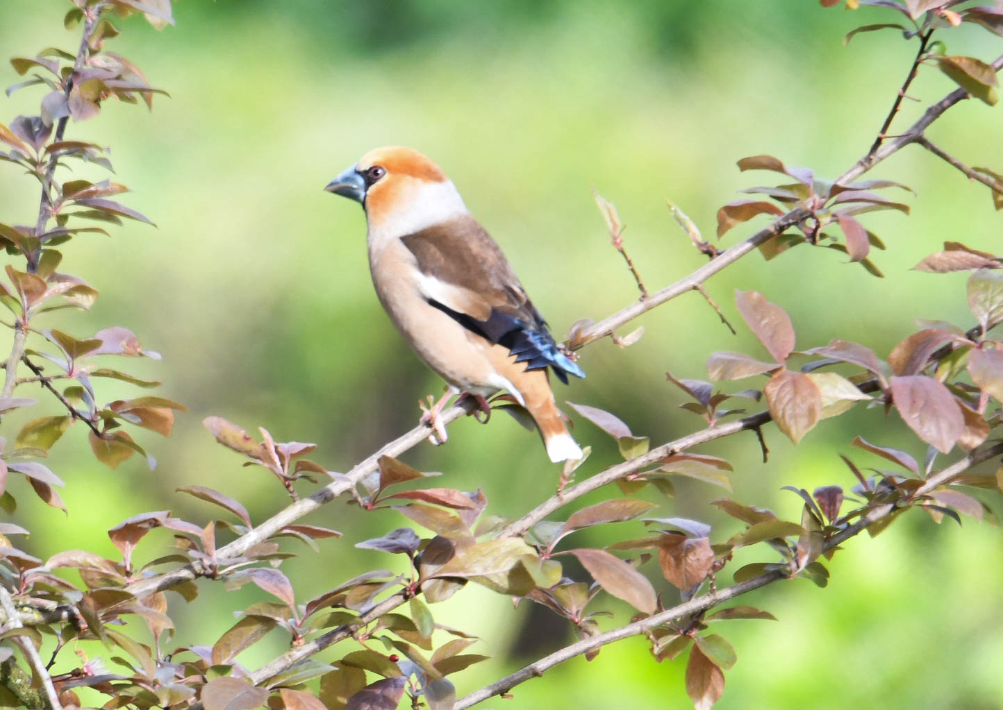 Appelvink (m)