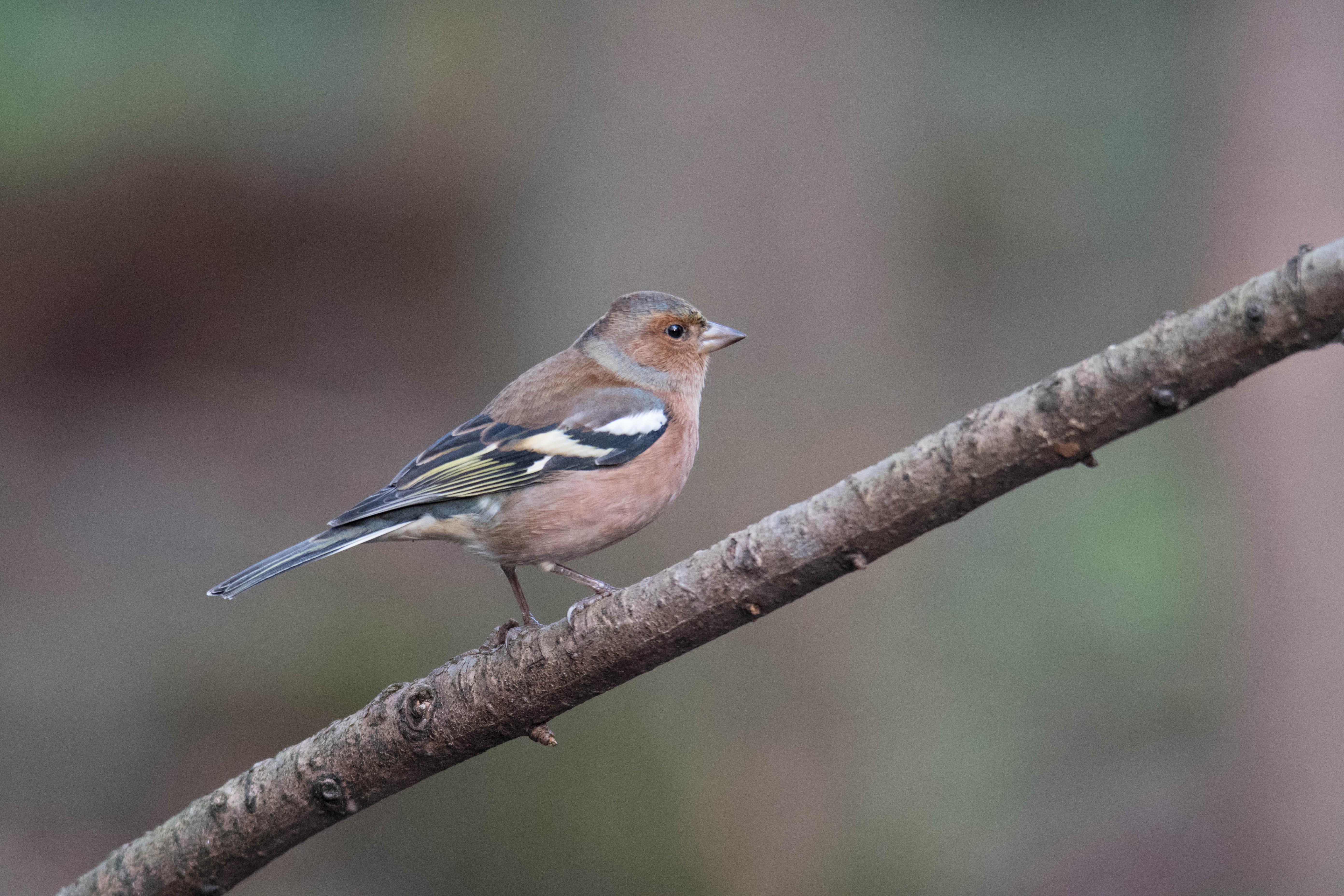 Vink (m)
