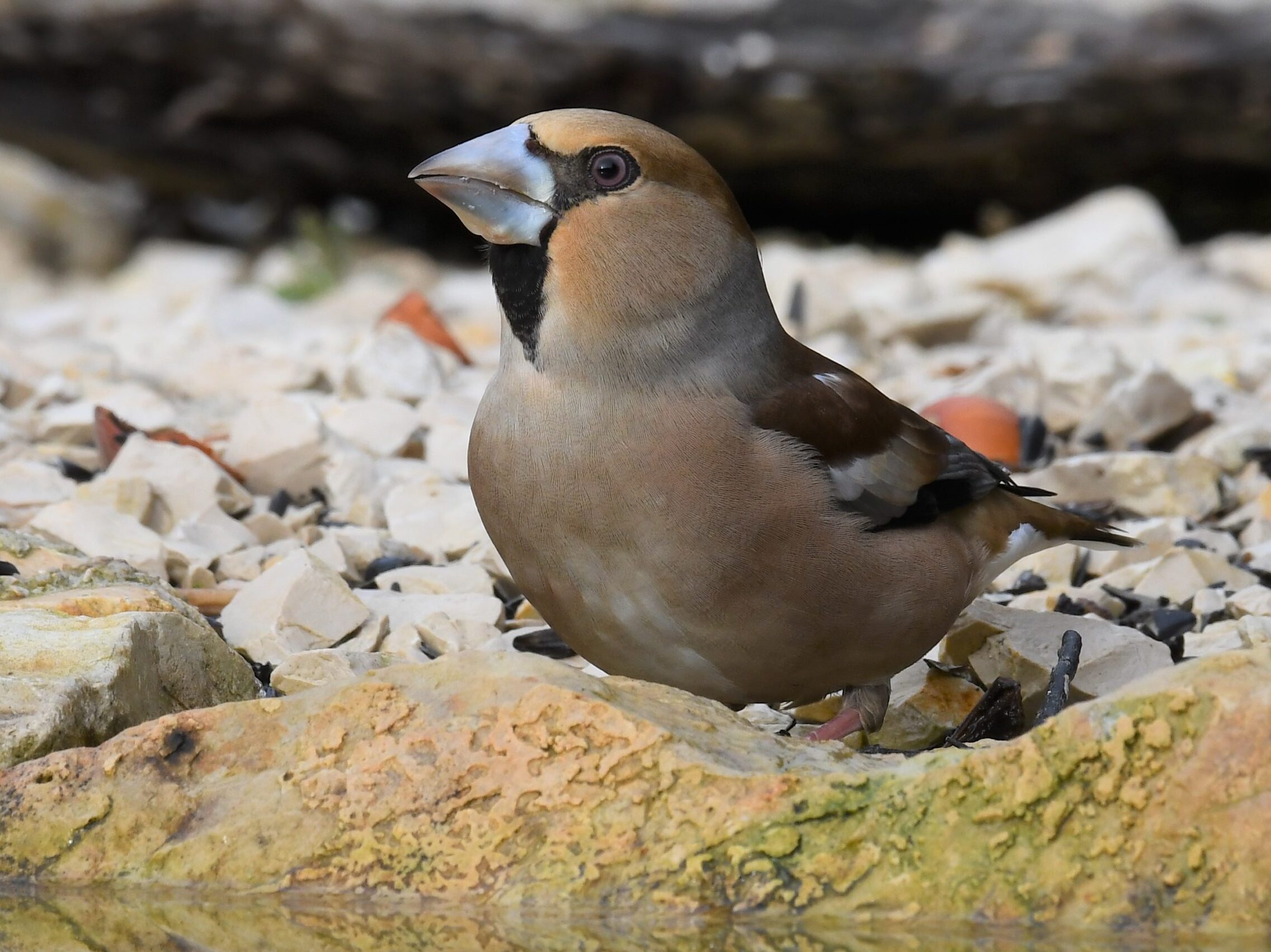 Appelvink