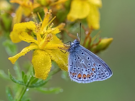 Blauwtje