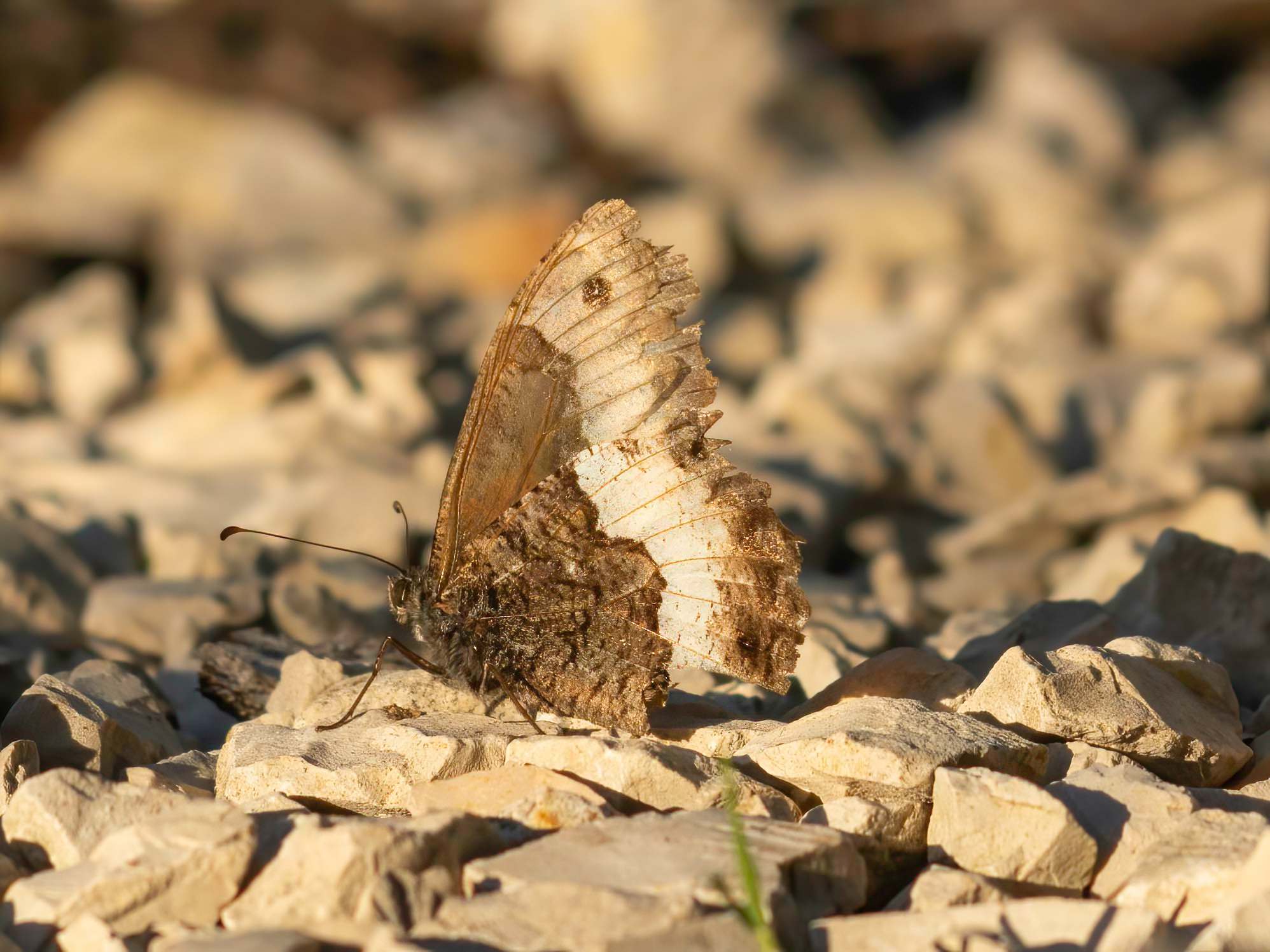 Grote boswachter